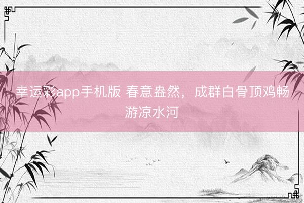 幸运彩app手机版 春意盎然，成群白骨顶鸡畅游凉水河